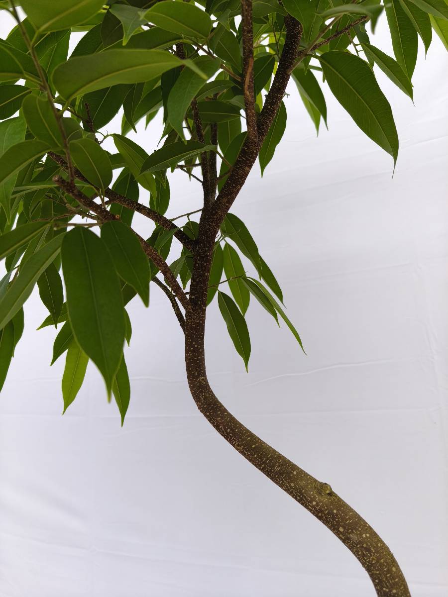 現品商品＠10 アムステルダム 8号（高さ：152cm、幅：80cm）