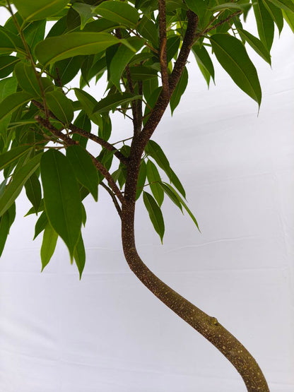 現品商品＠10 アムステルダム 8号（高さ：152cm、幅：80cm）
