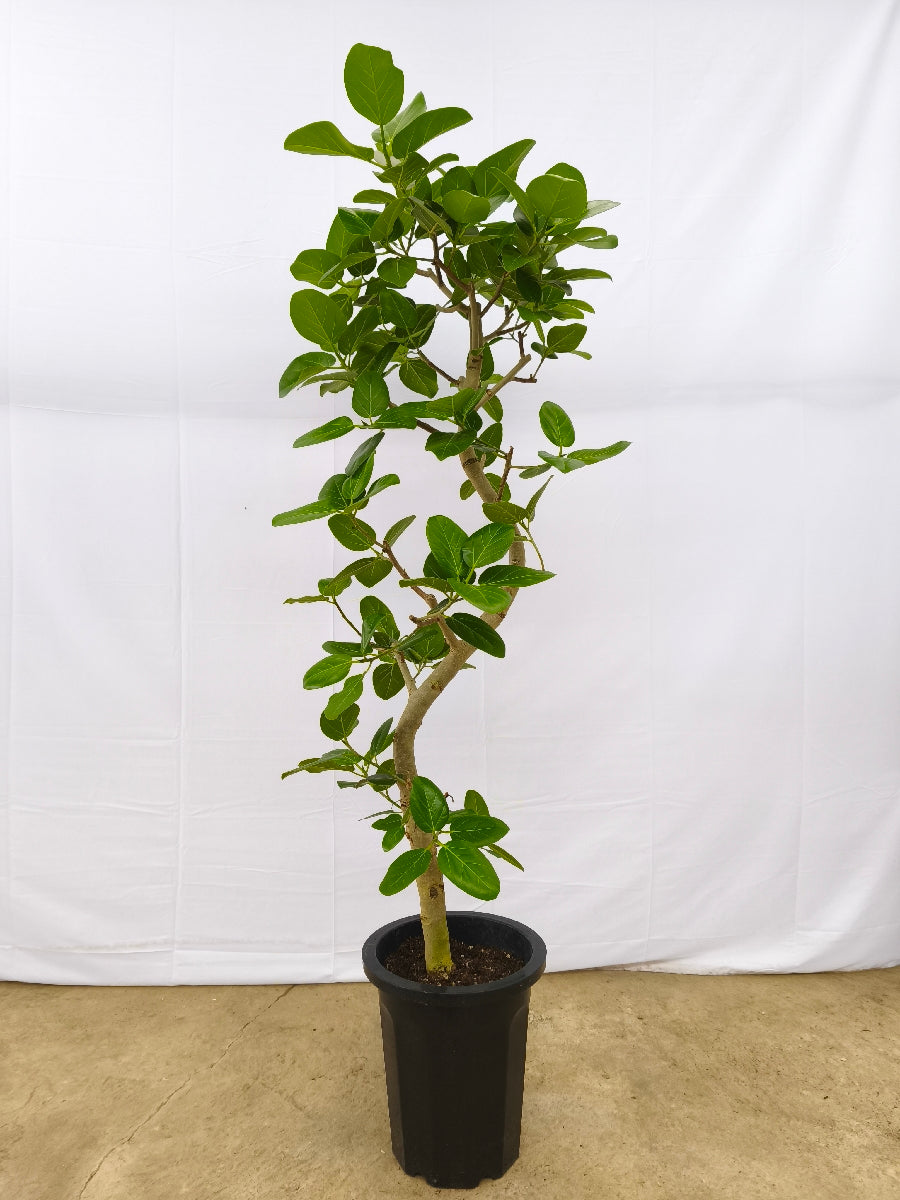 現品商品@13 ベンガレンシス 10号（高さ：180cm、幅：60cm）