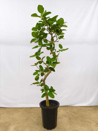 現品商品@13 ベンガレンシス 10号（高さ：180cm、幅：60cm）