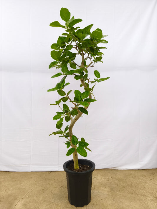 現品商品@13 ベンガレンシス 10号（高さ：180cm、幅：60cm）