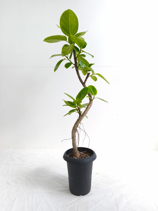 現品商品@1 アルテシマ 6号（高さ：93cm、幅：32cm）