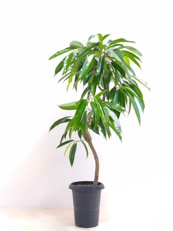現品商品＠5 アムステルダム 6号（高さ:100cm、幅:76cm）