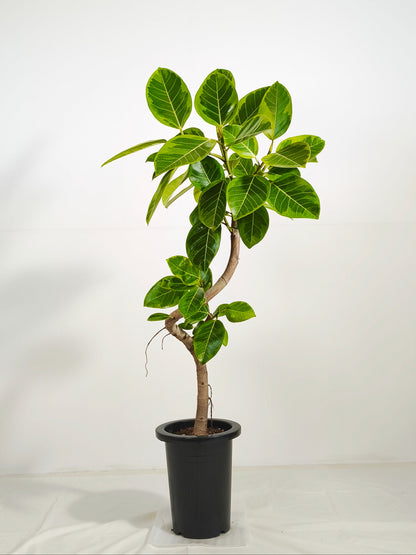 現品商品@1 アルテシマ 7号（高さ：115cm、幅：57cm）