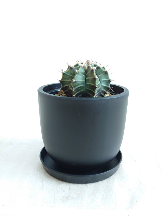 現品商品@3 ギムノカリキウム 3号（幅：5.5cm）【同梱可能商品-沖縄発送】