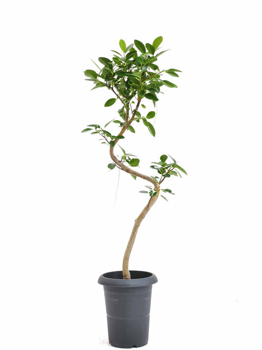 現品商品＠4 フランスゴム 6号（高さ：92.5cm、幅：33cm）