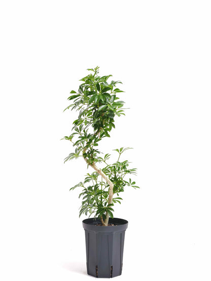 現品商品@2 カポック・コンパクタ 5号（高さ：67cm、幅：35cm）