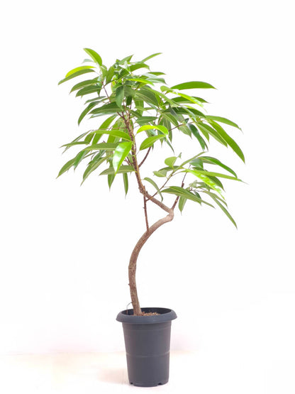 現品商品＠3 アムステルダム 6号（高さ：100cm、幅：72cm）