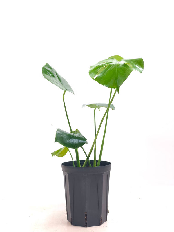 現品商品＠3 モンステラ・デリシオーサ 6号（高さ：57cm、幅：53cm）