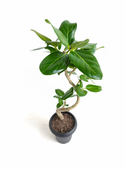 現品商品@3 ベンガレンシス 6号（高さ：80cm、幅：30cm）