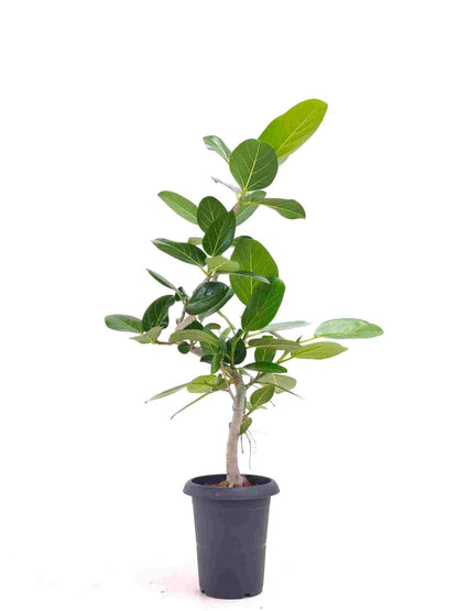 現品商品@12 ベンガレンシス 6号（高さ：85cm、幅：54cm）