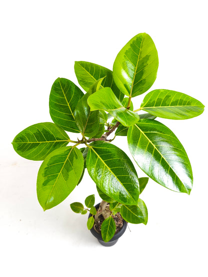 現品商品@2 アルテシマ 6号（高さ：94cm、幅：50cm）