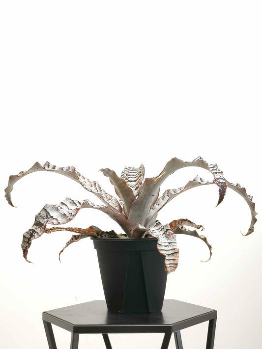 現品商品@1 クリプタンサス・アブソリュートゼロ 4号（高さ：21cm、幅：35cm）