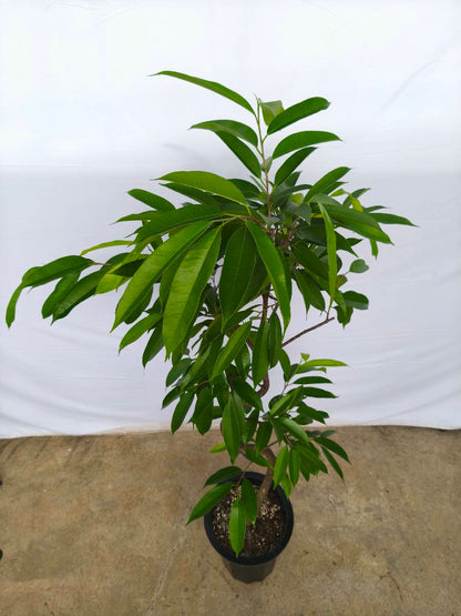 現品商品＠5 アムステルダム 10号（高さ：170cm、幅：90cm）