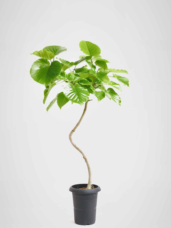 現品商品＠4 ウンベラータ 6号（高さ：98cm、幅：61cm）