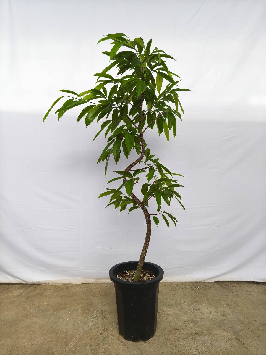 現品商品＠5 アムステルダム 10号（高さ：170cm、幅：90cm）