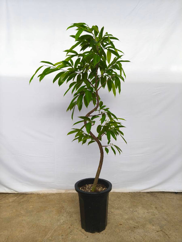 現品商品＠5 アムステルダム 10号（高さ：170cm、幅：90cm）