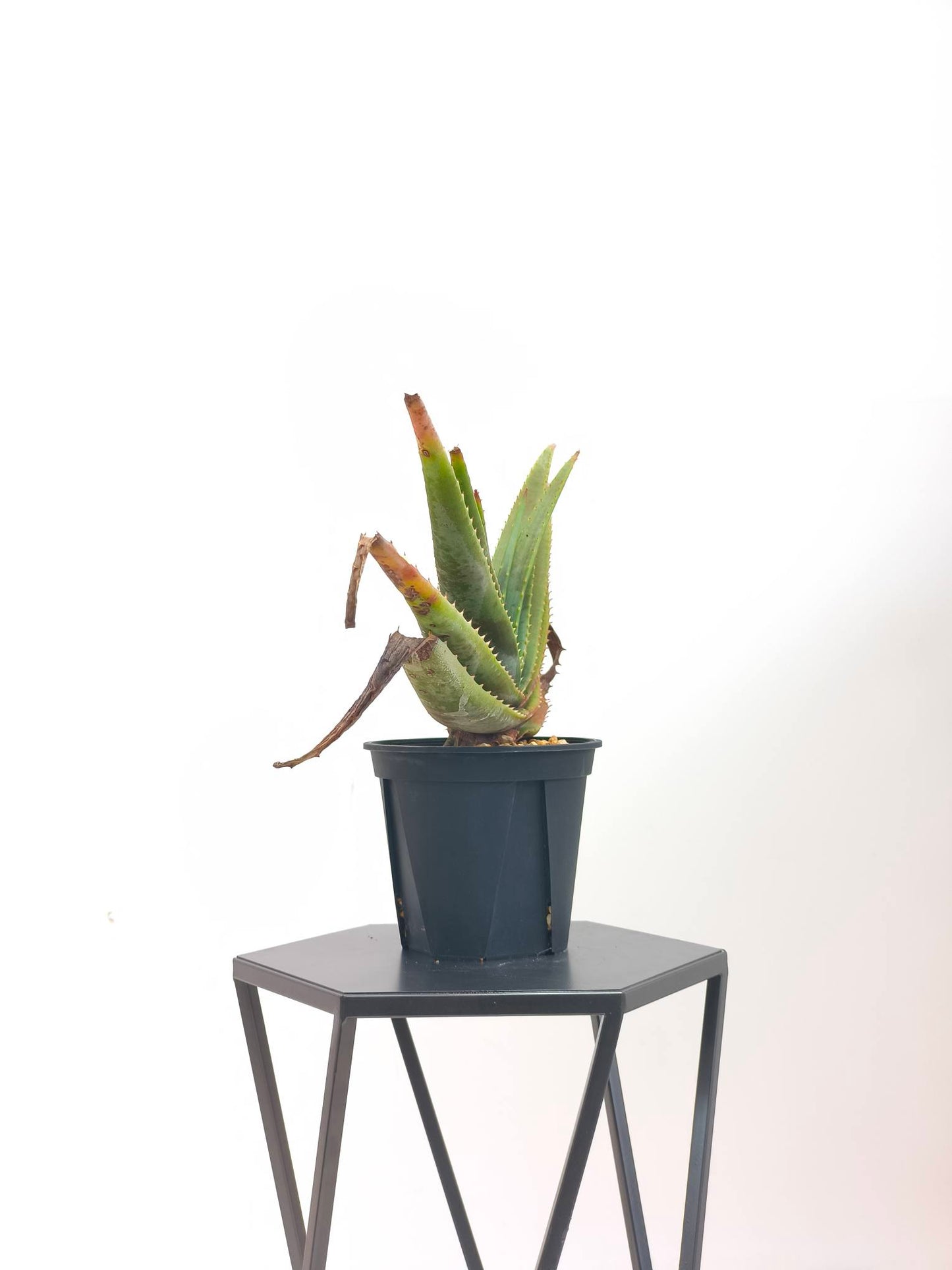 現品商品@2 アロエ・スプラフォリアータ 4号（高さ：28cm、幅：51cm）