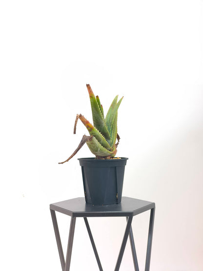 現品商品@2 アロエ・スプラフォリアータ 4号（高さ：28cm、幅：51cm）