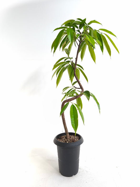 現品商品＠1 アムステルダム 6号（高さ：93cm、幅：38cm）