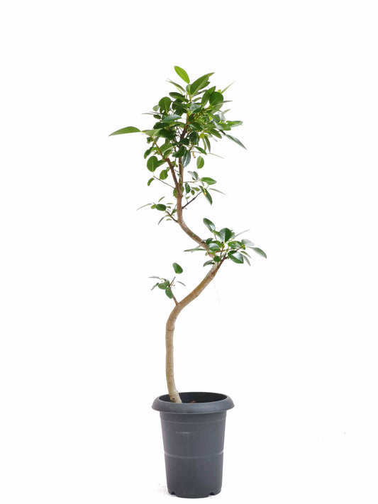 現品商品＠4 フランスゴム 6号（高さ：92.5cm、幅：33cm）