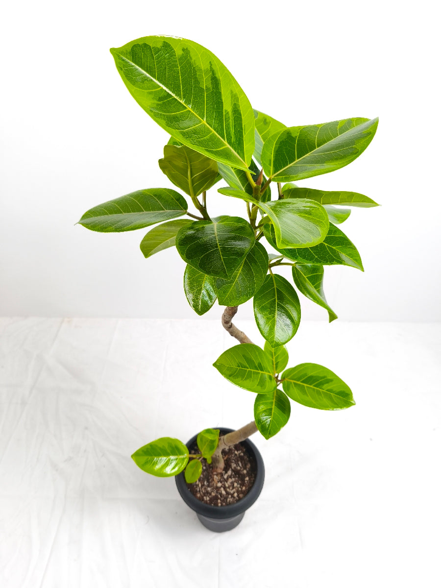 現品商品@7 アルテシマ 6号（高さ：95cm、幅：40cm）