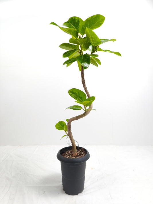 現品商品@7 アルテシマ 6号（高さ：95cm、幅：40cm）