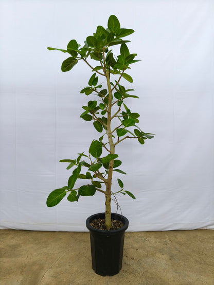 現品商品@14 ベンガレンシス 10号（高さ：175cm、幅：60cm）