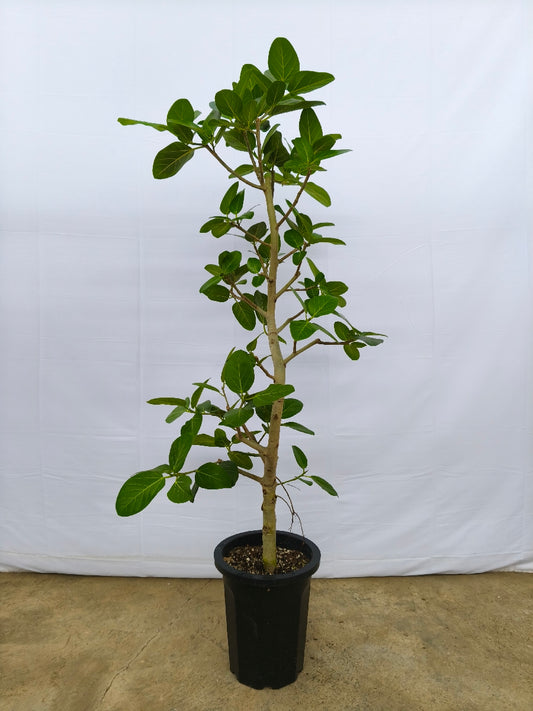 現品商品@14 ベンガレンシス 10号（高さ：175cm、幅：60cm）