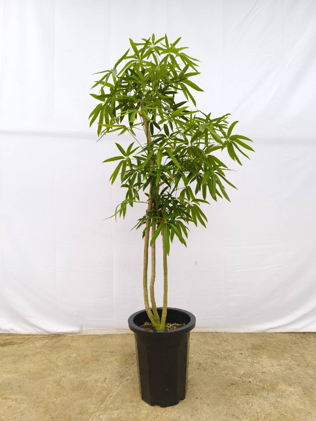 現品商品＠1 アングスティフォリア 10号（高さ：170cm、幅：80cm）