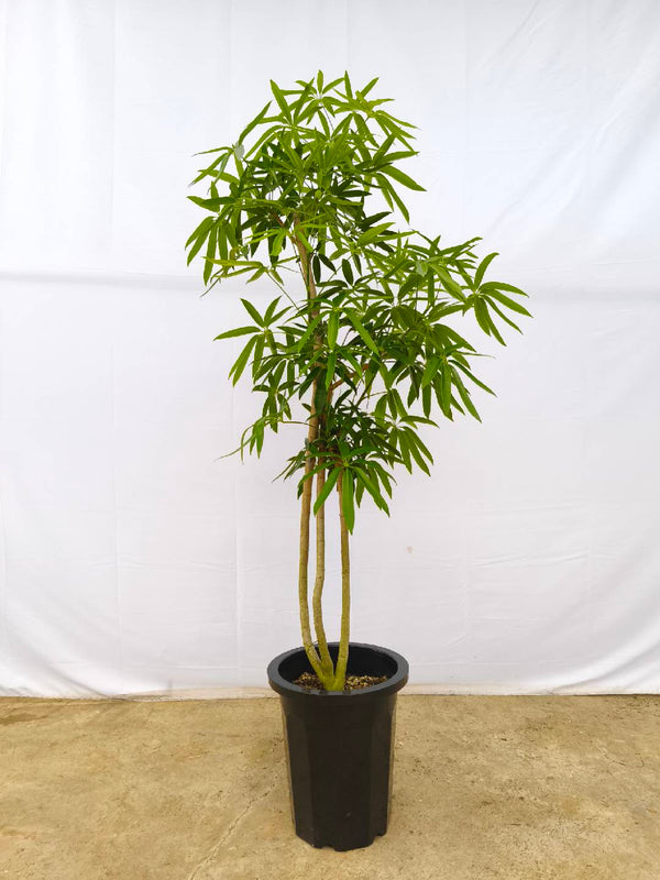 現品商品＠1 アングスティフォリア 10号（高さ：170cm、幅：80cm）
