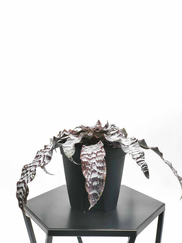 現品商品@2 クリプタンサス・アブソリュートゼロ 4号（高さ：14cm、幅：32cm）【同梱可能】