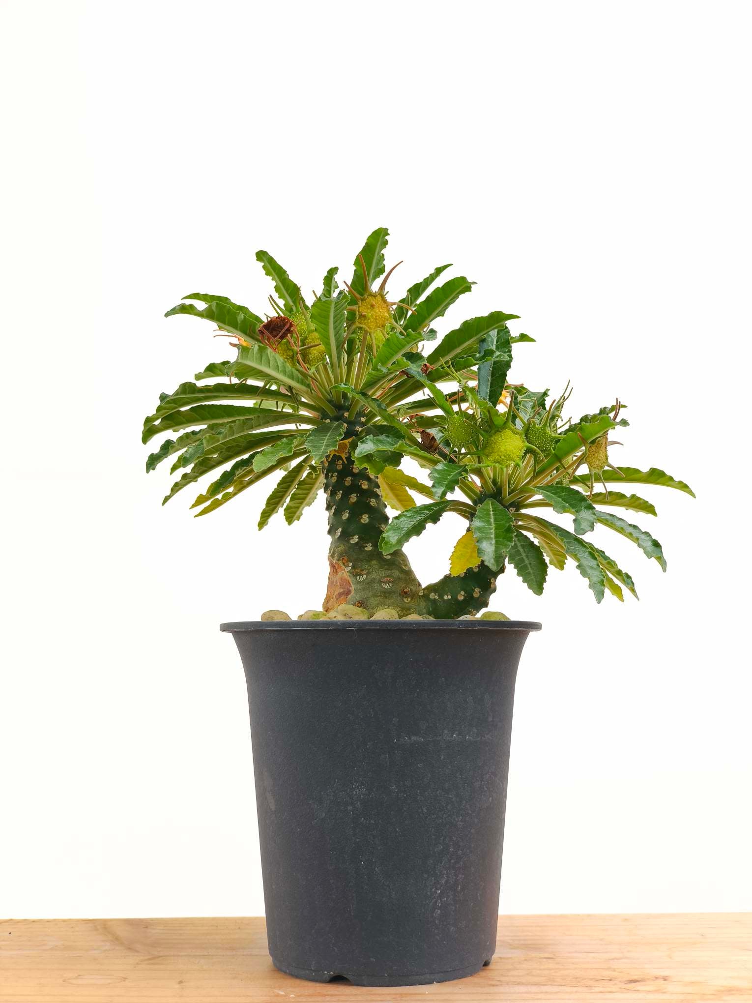 【レア/塊根植物】ドルステニア ラブラニー オス株（中株）鉢植え レア/塊根植物】ドルステニア ラブラニー オス株（大株）鉢植え - B