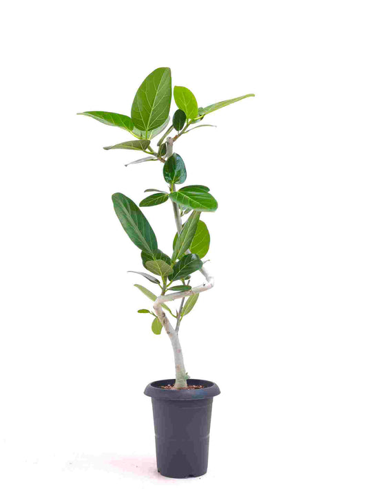 現品商品@11 ベンガレンシス 6号（高さ：93cm、幅：34cm）