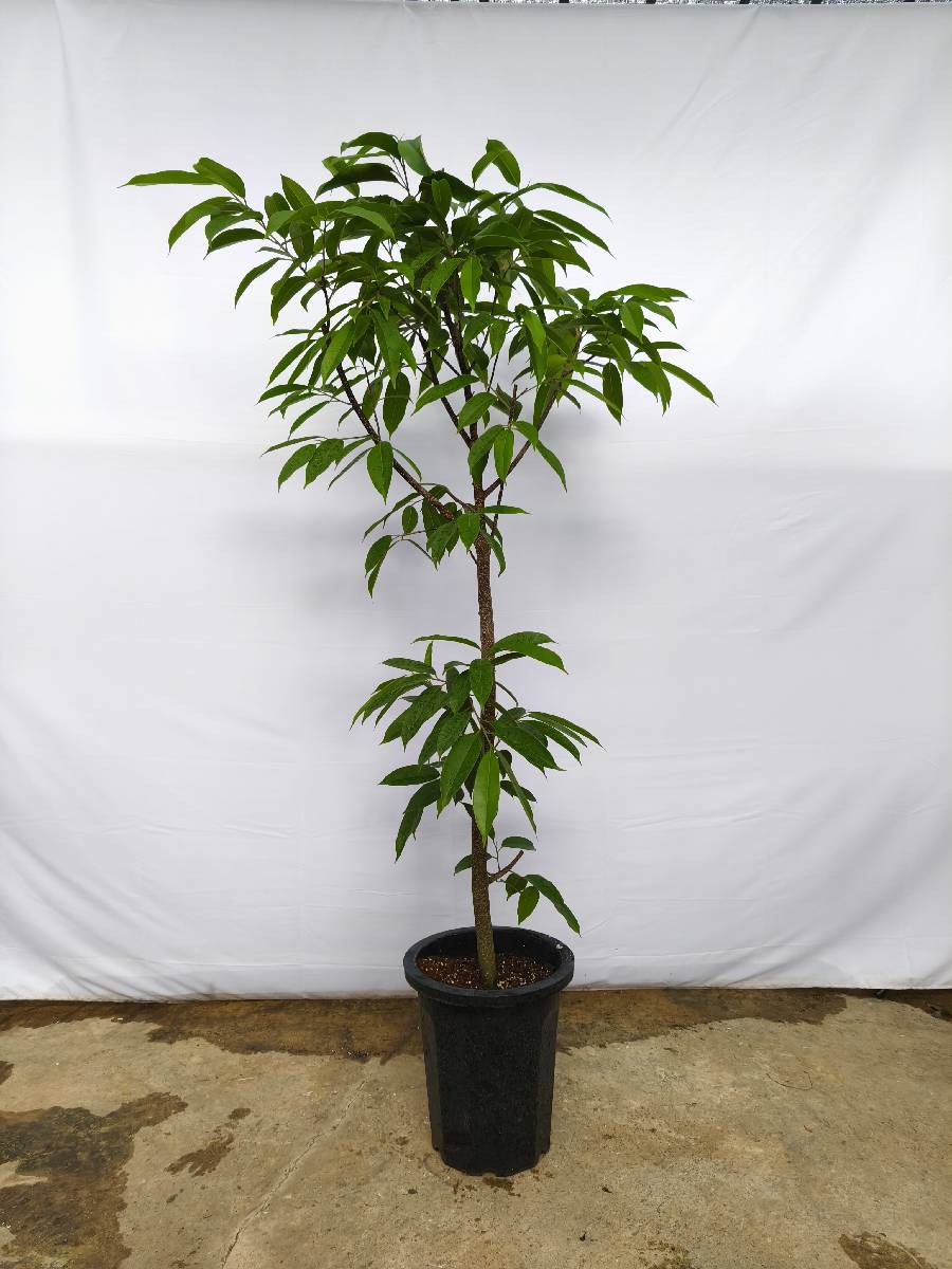 現品商品＠4 アムステルダム 10号（高さ：182cm、幅：70cm）