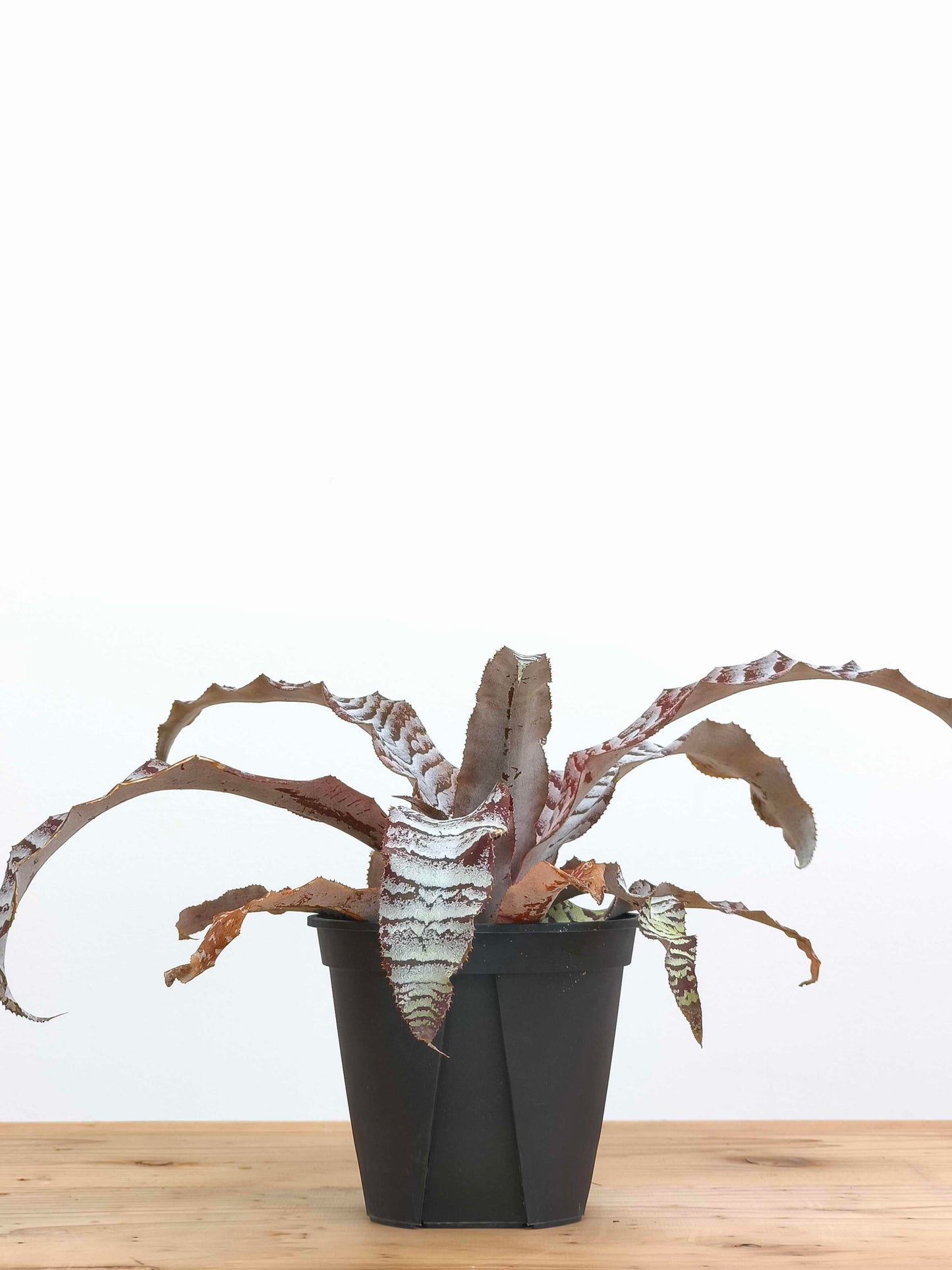 現品商品@1 クリプタンサス・アブソリュートゼロ 4号（高さ：20cm、幅：36cm）