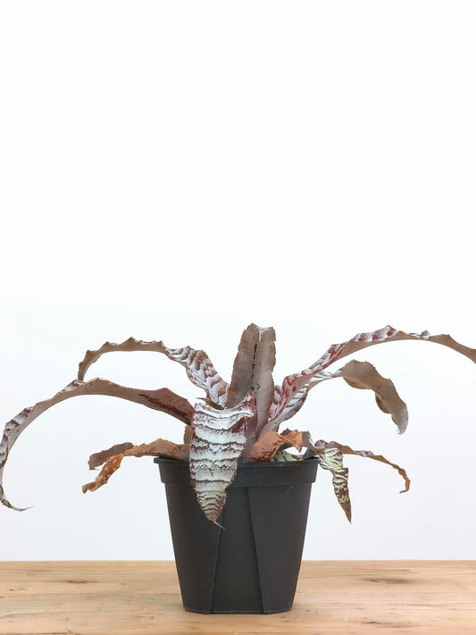 現品商品@1 クリプタンサス・アブソリュートゼロ 4号（高さ：20cm、幅：36cm）