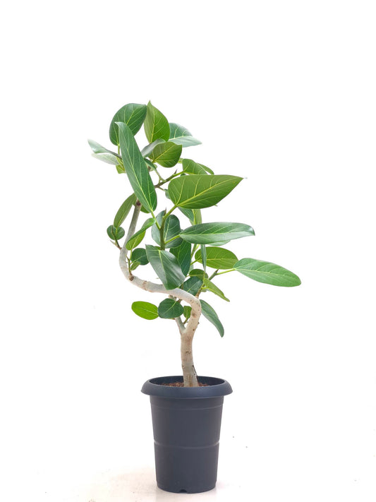 現品商品@2 ベンガレンシス 6号（高さ：75cm、幅：57cm）