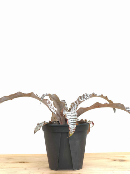 現品商品@3 クリプタンサス・アブソリュートゼロ 4号（高さ：17cm、幅：36cm）