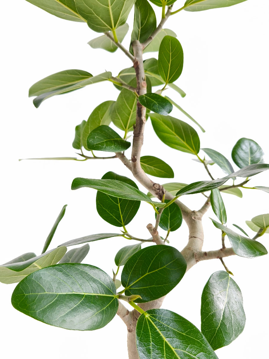 現品商品@1 ベンガレンシス 6号（高さ：84cm、幅：49cm）