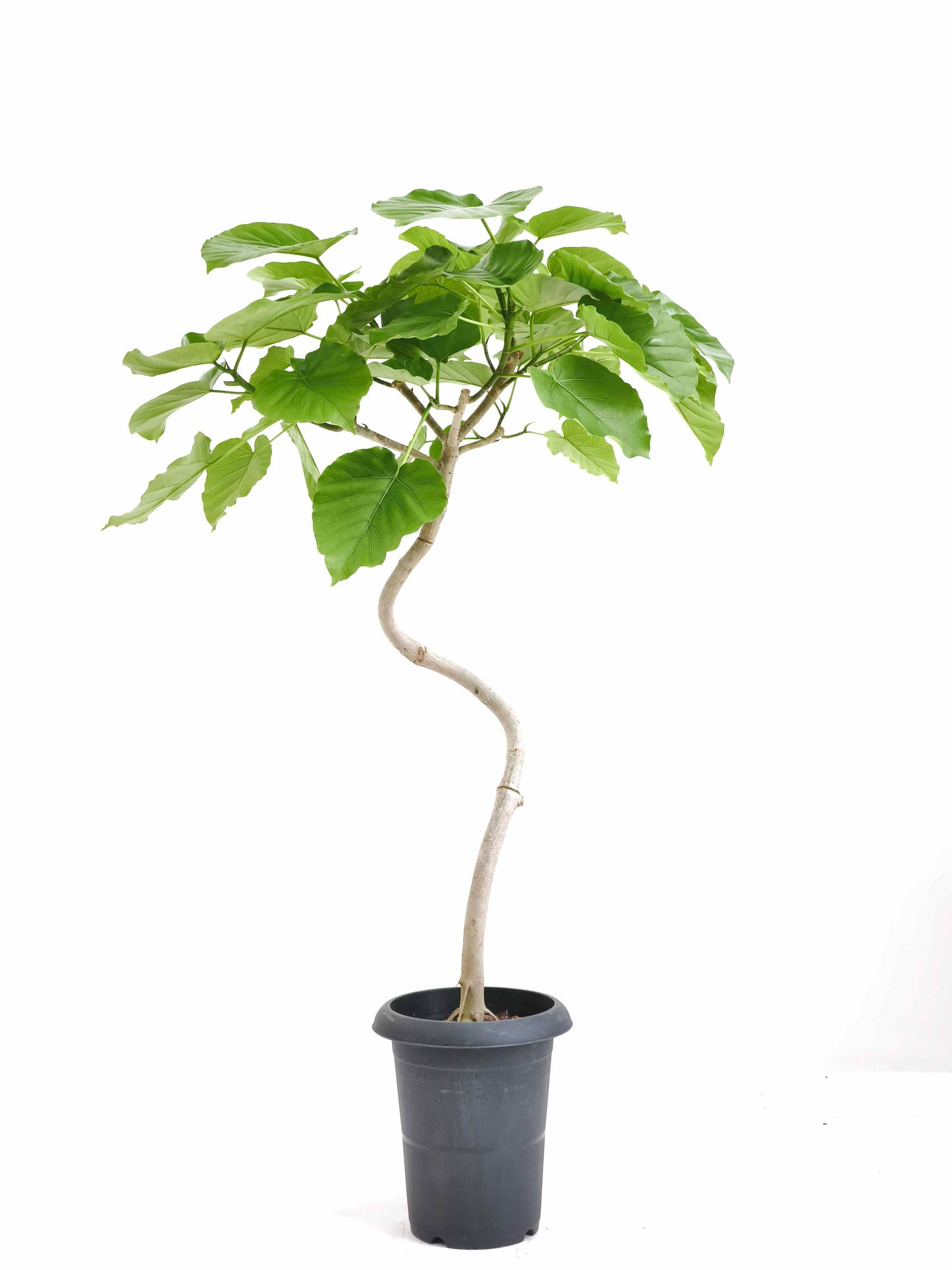 現品商品＠4 ウンベラータ 6号（高さ：95cm、幅：58cm）