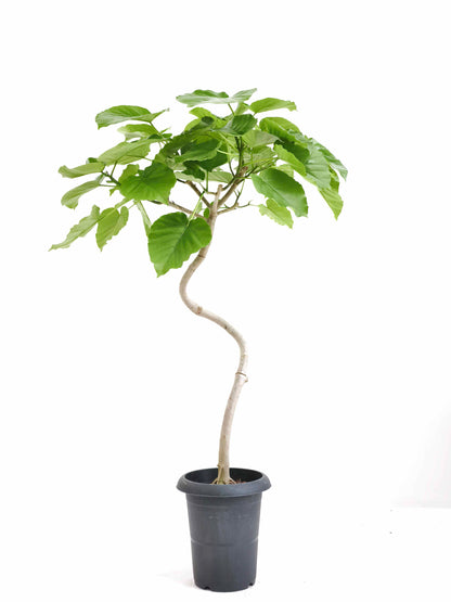 現品商品＠4 ウンベラータ 6号（高さ：95cm、幅：58cm）