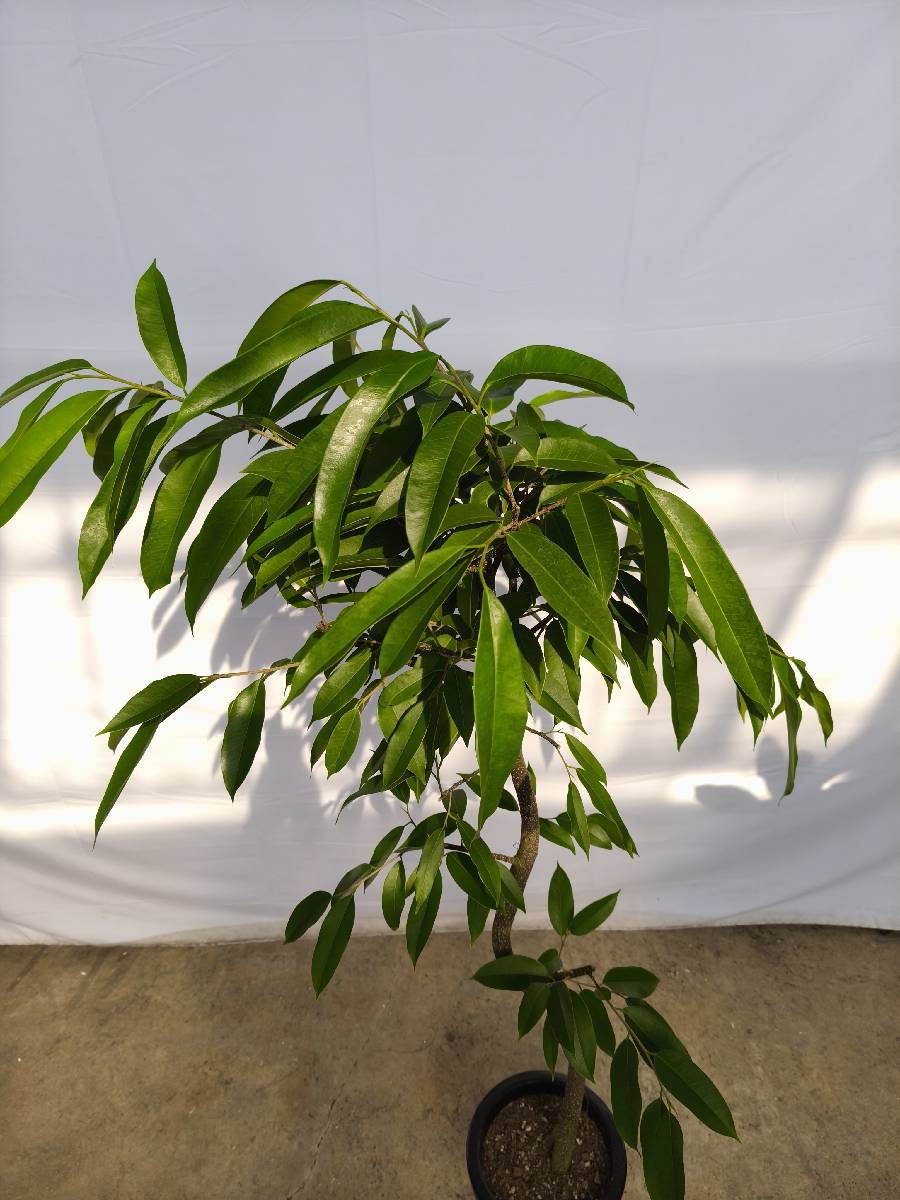 現品商品＠11 アムステルダム 8号（高さ：157cm、幅：80cm）