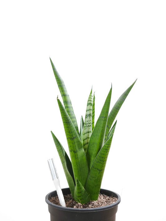 初心者向け 観葉植物3点セット #2