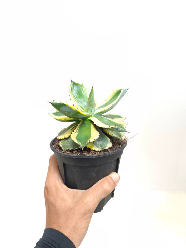 現品商品@1 アガベ”兜蟹錦” 4号（高さ：20cm、幅：15cm）