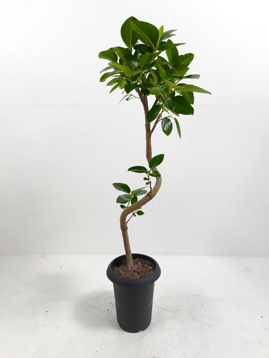 現品商品＠3 フランスゴム 6号（高さ：95cm、幅：45cm）