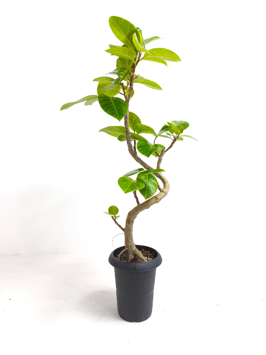 現品商品@1 アルテシマ 6号（高さ：94cm、幅：49cm）