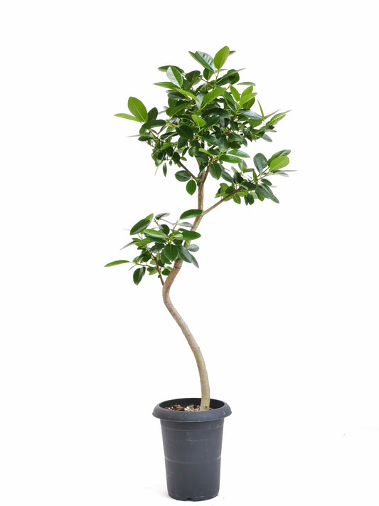 現品商品＠2 フランスゴム 6号（高さ：100cm、幅：45cm）