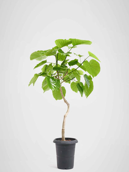 現品商品＠5 ウンベラータ 6号（高さ：93cm、幅：63cm）