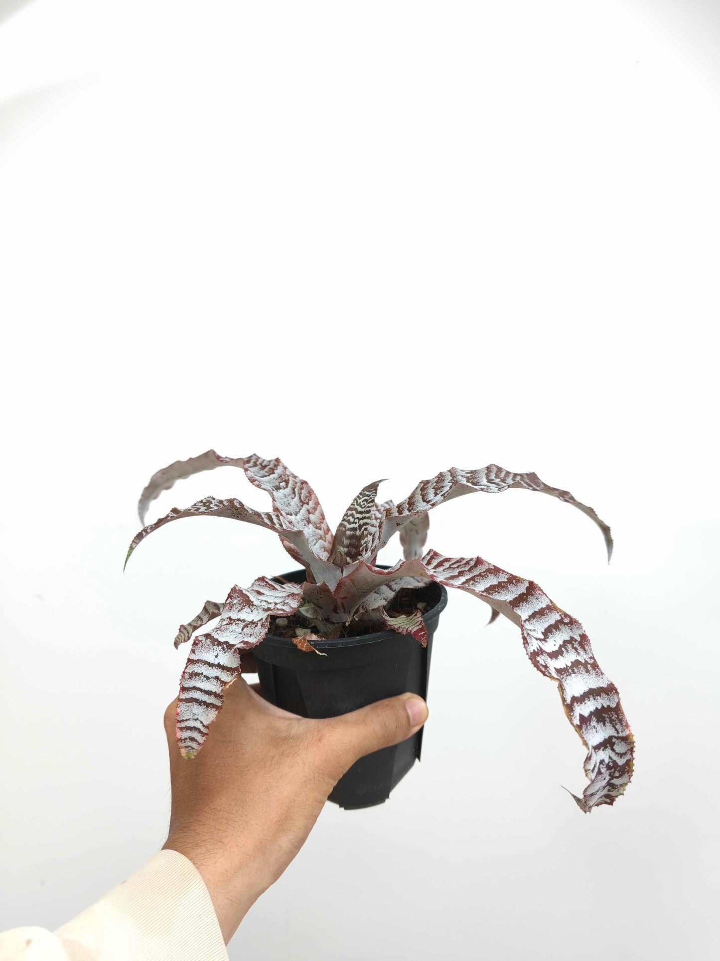 現品商品@3 クリプタンサス・アブソリュートゼロ 4号（高さ：17cm、幅：36cm）